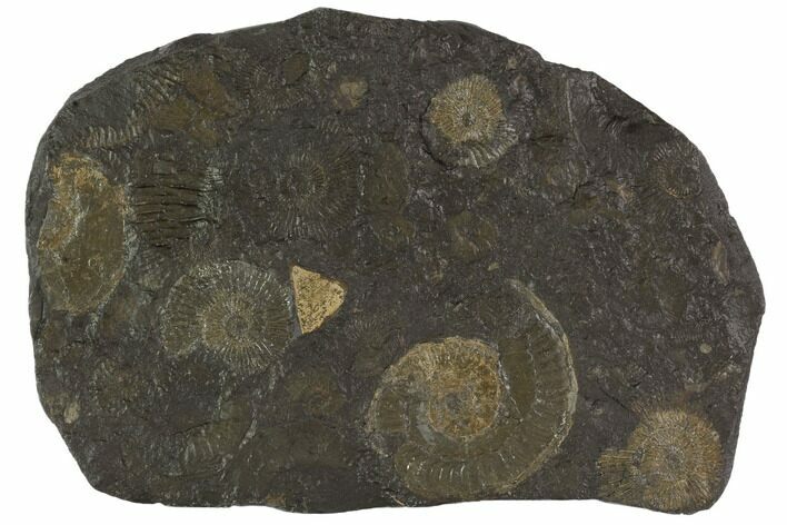 Dactylioceras Ammonite Cluster - Posidonia Shale, Germany #100248